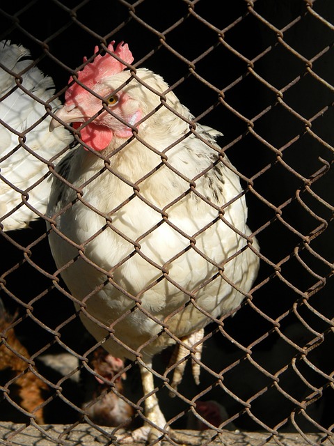 例如加强内 例如加强内